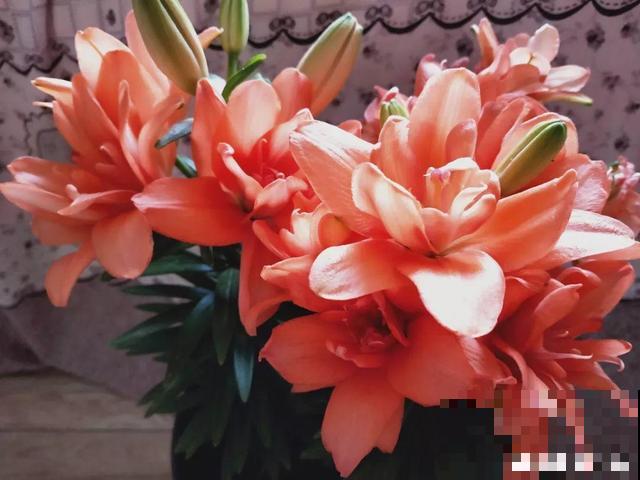 会休眠的12种花，想要安全度夏就别折腾，越浇水死的越快！