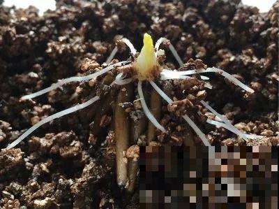 秋天说来就来，这花睡饱了一个夏天，是时候栽盆里了！
