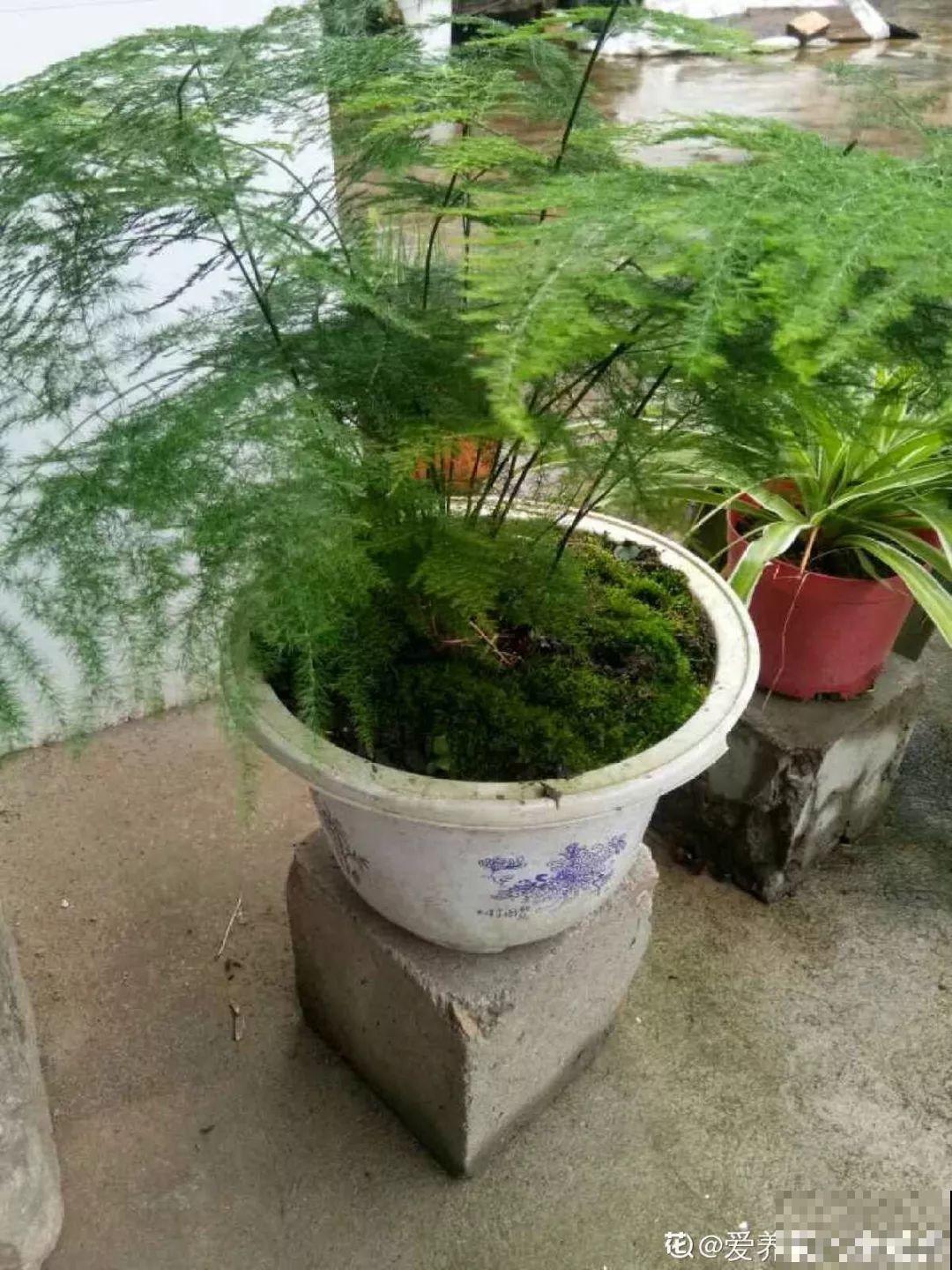 夏天养花总干尖，水里兑上它一喷，一整夏绿油亮！