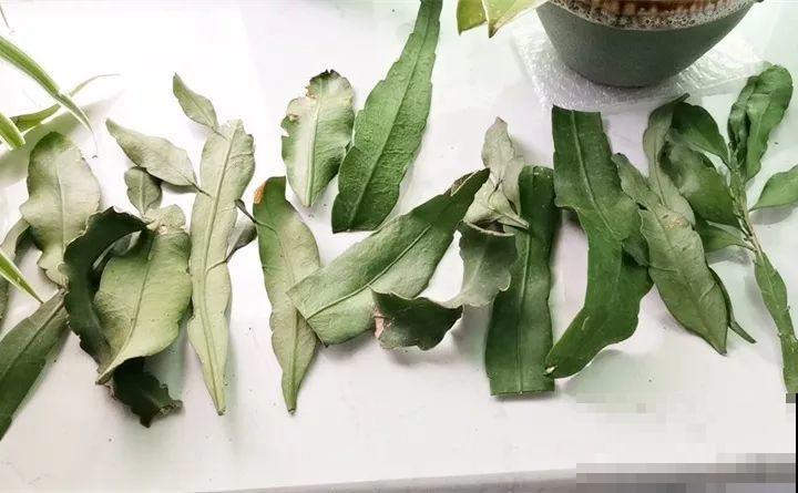 10种花扦插技巧，没事的时候插两盆，多到阳台都放不开！