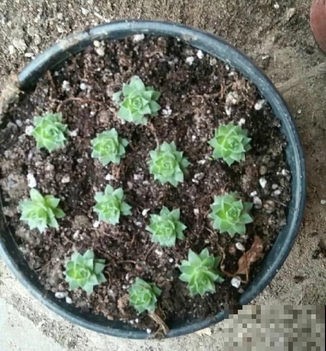 会休眠的12种花，想要安全度夏就别折腾，越浇水死的越快！