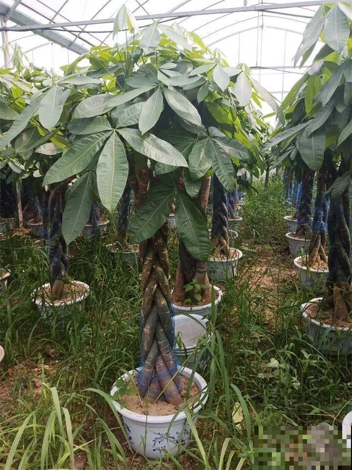 3种便宜花，被爷爷辫成辫子，颜值飙升秒变艺术品！