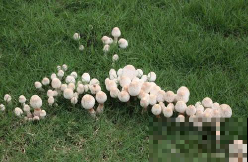 野蘑菇为啥围成圈生长？很多人以为是外星人降临，其实另有原因！