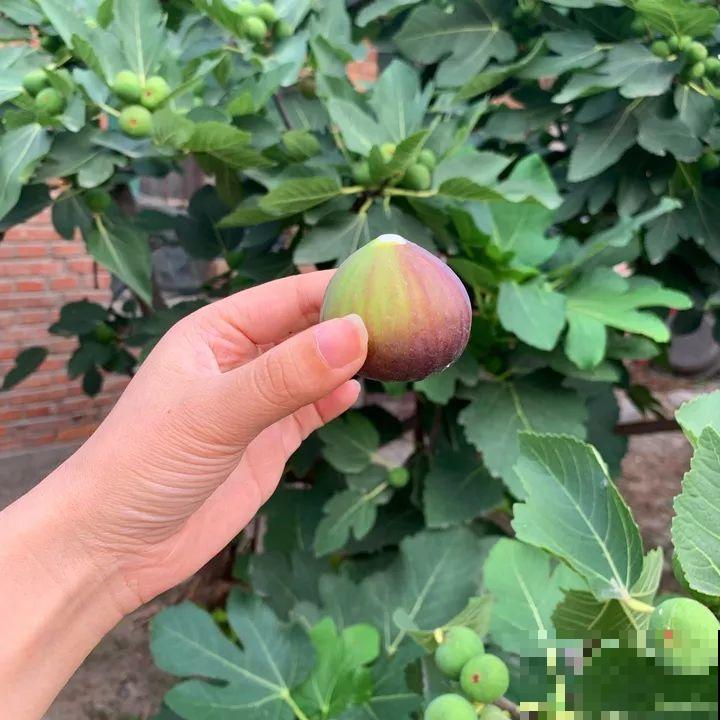 无花果种盆里，1根枝结20个果，吃一茬长一茬！
