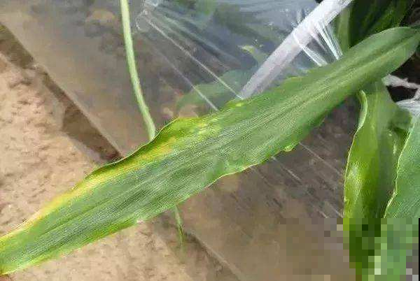 你家大葱都有白点了还敢吃？赶紧简单一处理，要不然有你受的