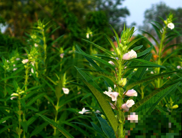 他在阳台上种芝麻，收获一堆小芝麻炒着真香，只要这么做就行！