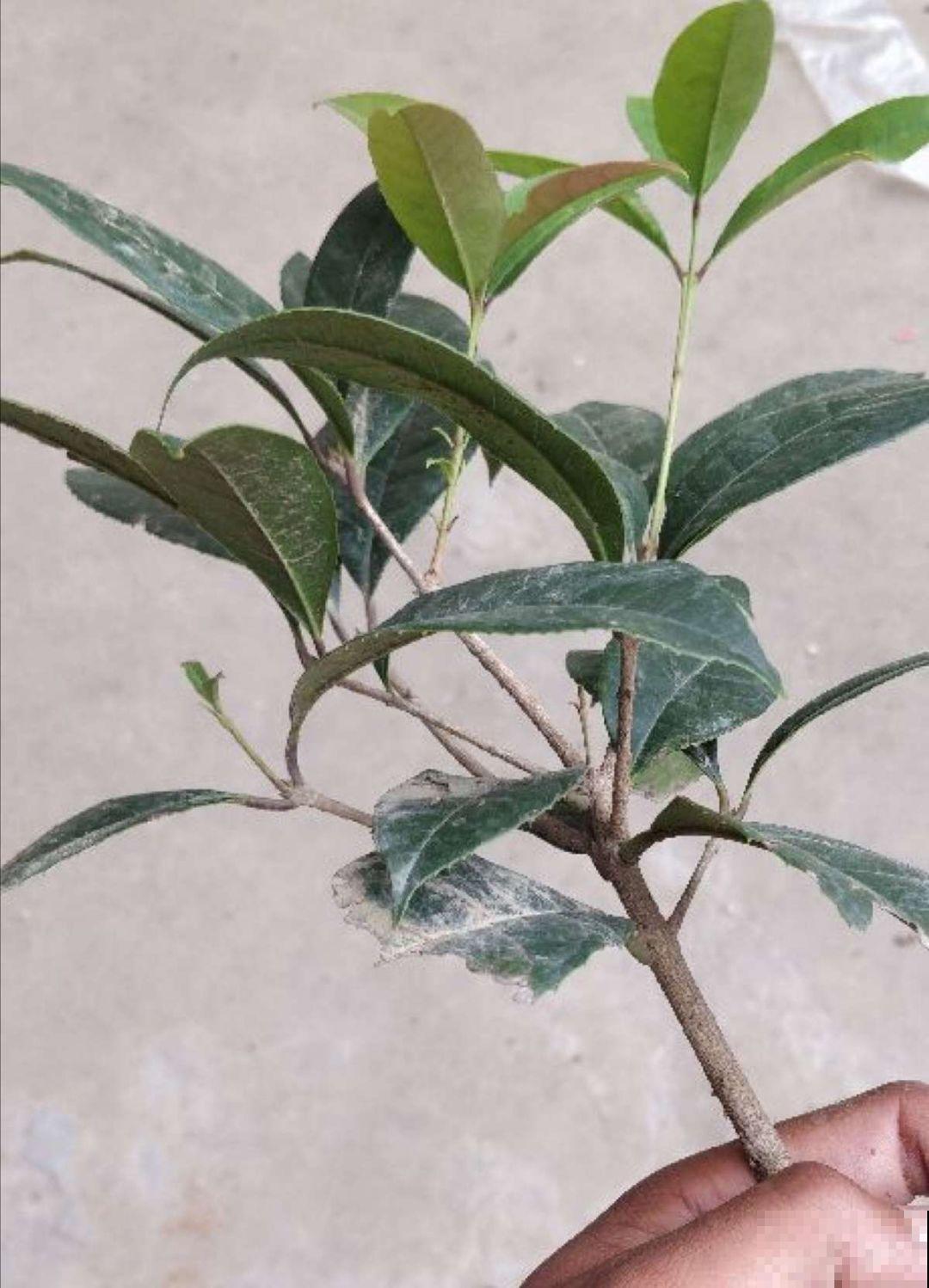 秋天必养的花，堪称活香水，养1盆香味飘10里！