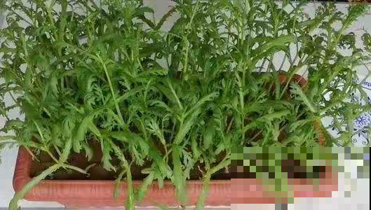 鲜嫩无比的茼蒿现在赶紧种，一年最好的时候，古代皇帝才有的口福