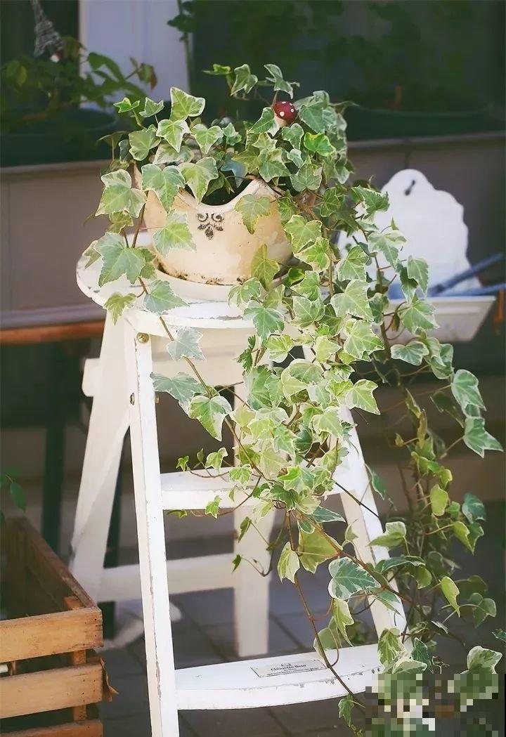 能开花的绿萝，一年四季开不败，这花养着真省心！
