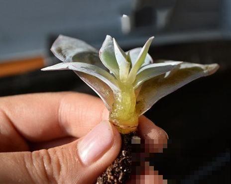 他辞职在家建多肉大棚，最后欠了一屁股债，到底为啥？