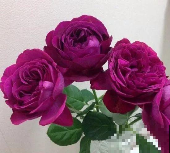 这花一年能开8个月，开完剪，剪完开，养花人都爱它！