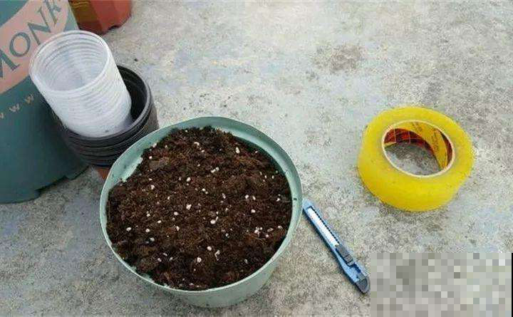 夏天多肉化成一滩水，原来烂成这鬼样子也能救，只要你手速快！