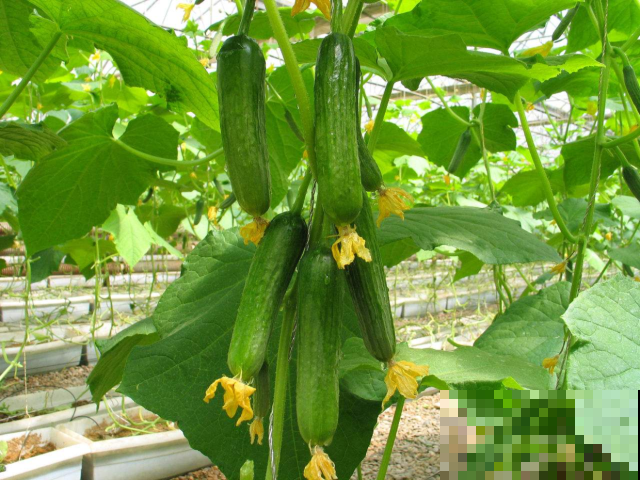 黄瓜收获太兴奋，结果一尝全是苦的？全赖这原因！