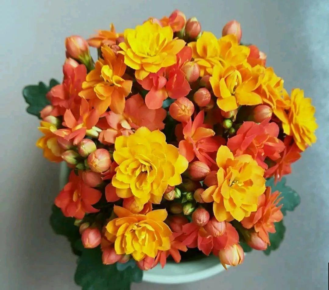 入秋就养这种花，剪一刀满头冒花苞，一开大半年！