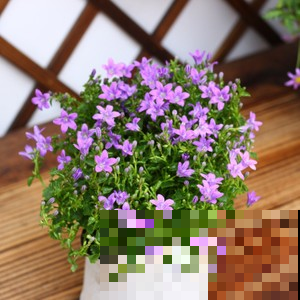 早就想买这地栽能越冬的花，圆鼓鼓的，还不快去入手！