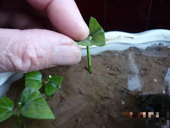 这花剪一茬开一茬，越晒花越多，整个夏天屋里都是香香的！