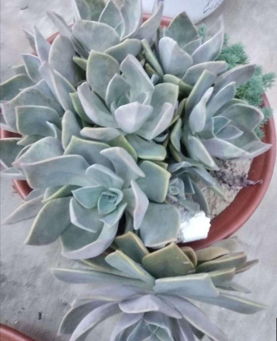 拿针扎佛珠？都是手贱惹的祸，怪不得都烂了！