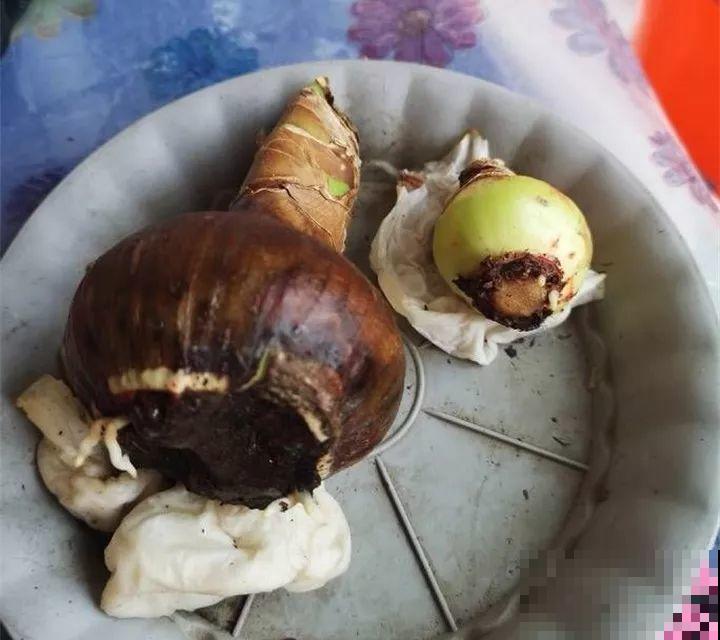 养花不生根？赶紧塞团卫生纸，大白根蹭蹭冒！
