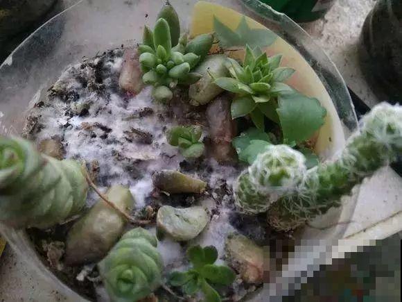 养花就怕乱浇水，这4种水浇得越多，死得越快！