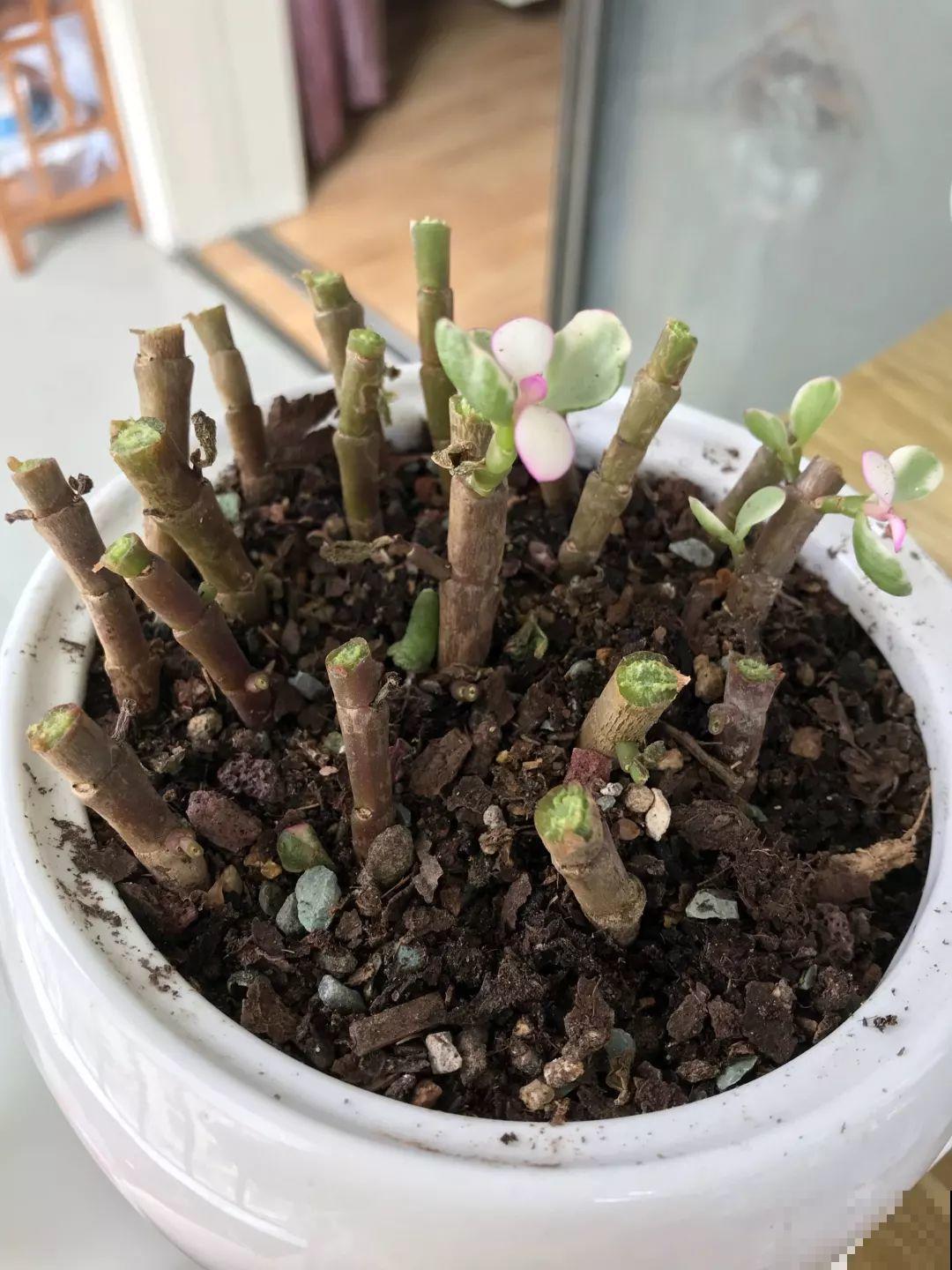马齿苋长成树，喷点它，颜色鲜艳卖出了好价钱！