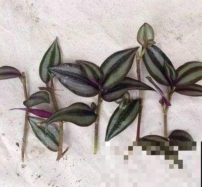 这5种花，剪根枝条就能长，半年收获一盆小豆豆！