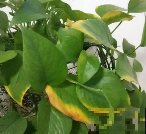 南阳台是宝地，但也不是所有的花都受得了，小心叶子不保！