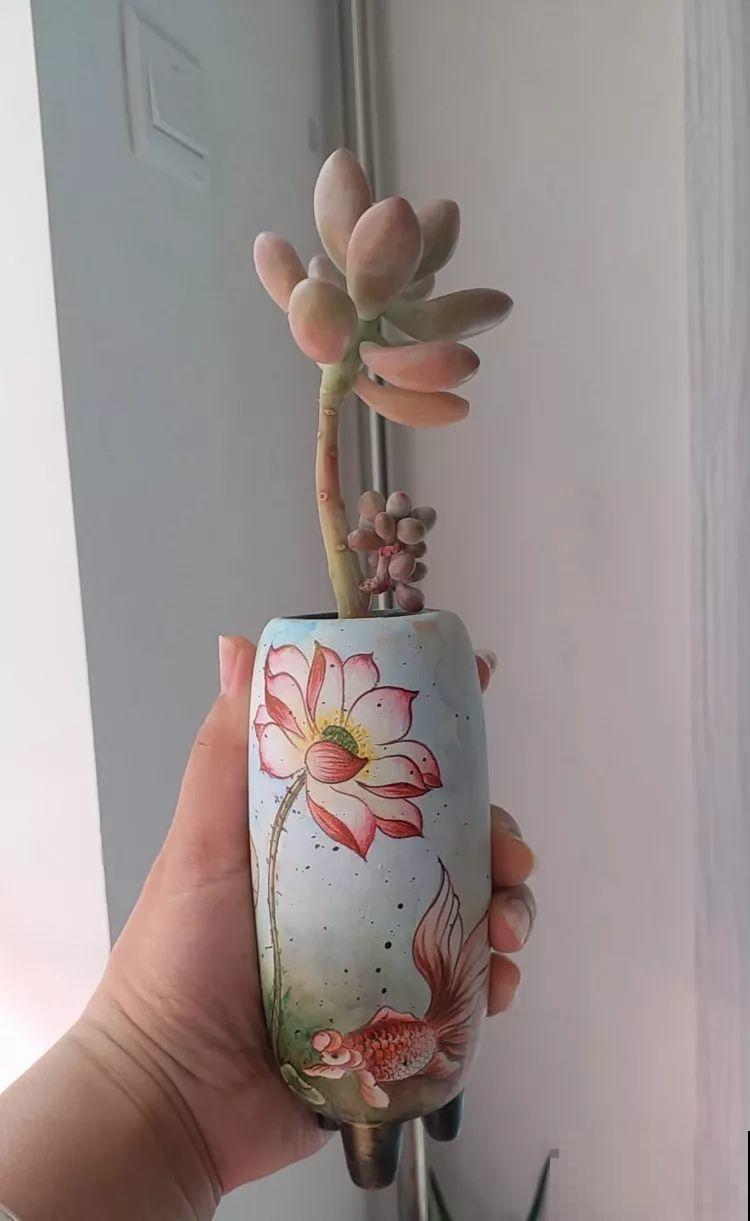 她家的花盆，比多肉数量还多，每一个盆都是一幅漂亮的画作！