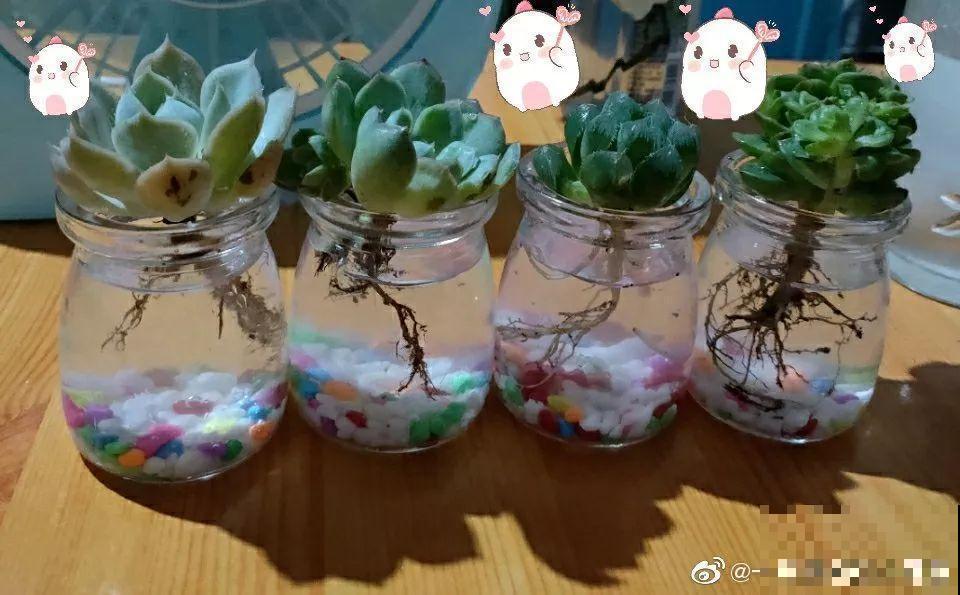 这12种花，夏天直接扔水里，蹭蹭长个开花拦不住！