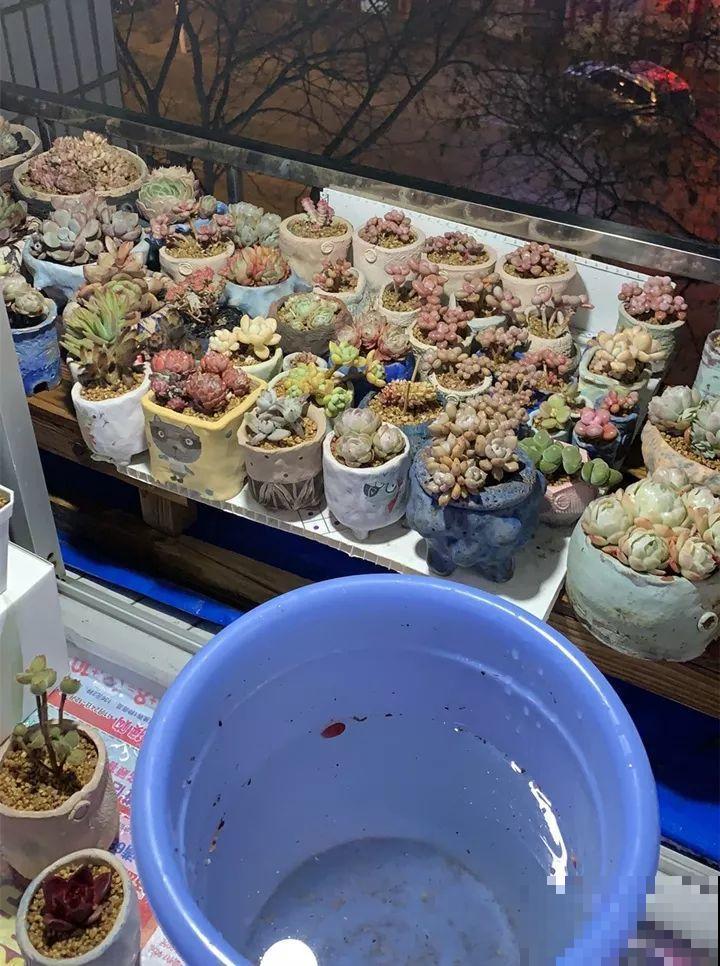 把多肉直接泡在水里？这么猛的操作，没想到叶子更加饱满了！
