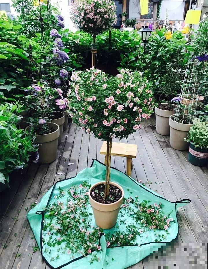 这8种花，拿棍子一绑凹个造型，身价嗖嗖往上翻！