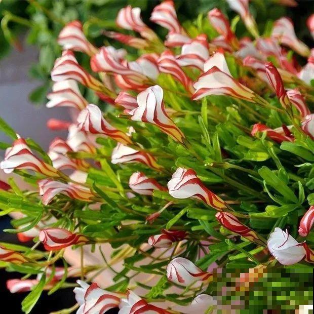 这花埋土里，不用剪就开爆，来年挖出来种球数翻10倍！