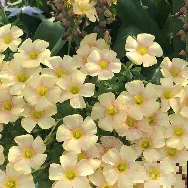 这花埋土里，不用剪就开爆，来年挖出来种球数翻10倍！