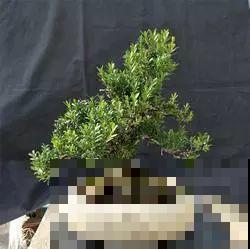 这花巴掌大，盆越小越挤，长得越旺盛！