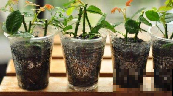 这花太叛逆，天越热越爱生根发芽，拿来扦插再好不过！