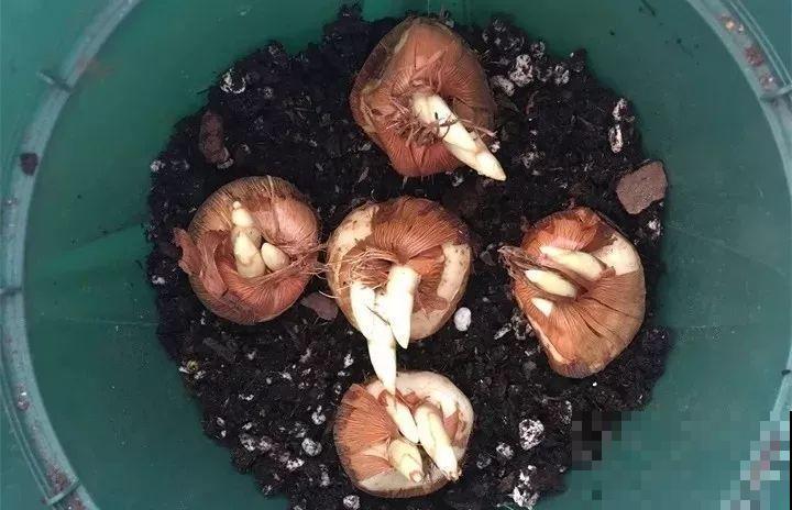 这花不挑地方，南北方都能养，沾土就活，浇点水就开爆！