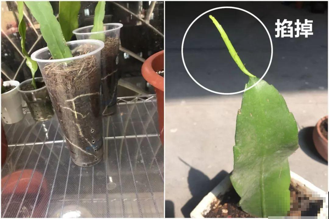 10种花扦插技巧，没事的时候插两盆，多到阳台都放不开！