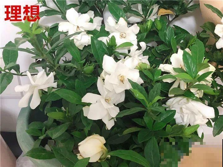 这10种花，年年收空盆，没点经验还真不敢养！