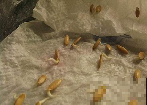 她家种黄瓜真怪，才指头大就摘了吃，邻居试过一次却争相效仿！