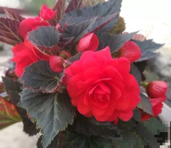 秋天养花就选它，花期长达8个月，剪根枝条半月就生根！