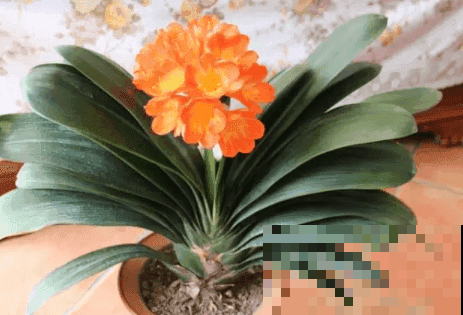 新手养花还是避开这几种，一遇高温天就完蛋，备受打击！