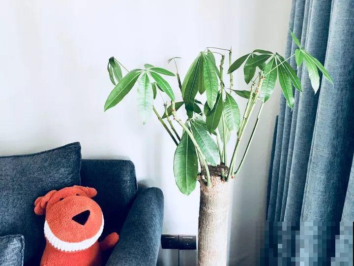 这10种花，年年收空盆，没点经验还真不敢养！