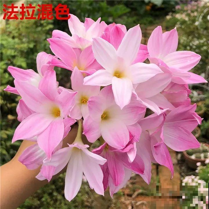 死不了的花，5年生了10麻袋，大铲车挖了一天！