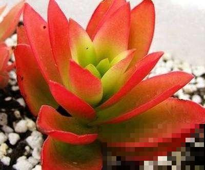 这9种多肉，一到夏天就徒长，还能不能做个安静的小胖子了！