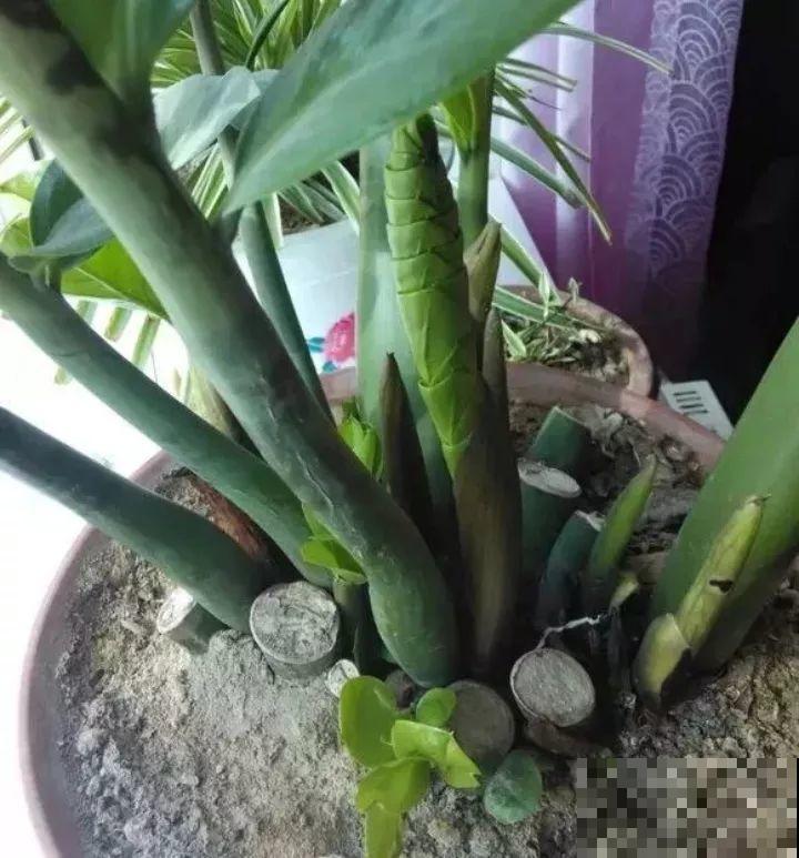 给花浇点它，新芽直冒挡不住，只能换大盆了！