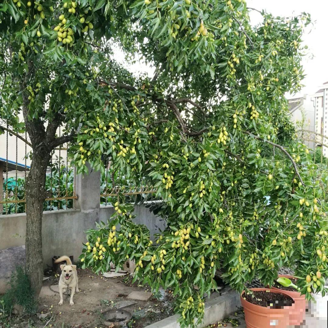 有院子的，就栽这8种树，夏天乘凉秋天摘果子吃！