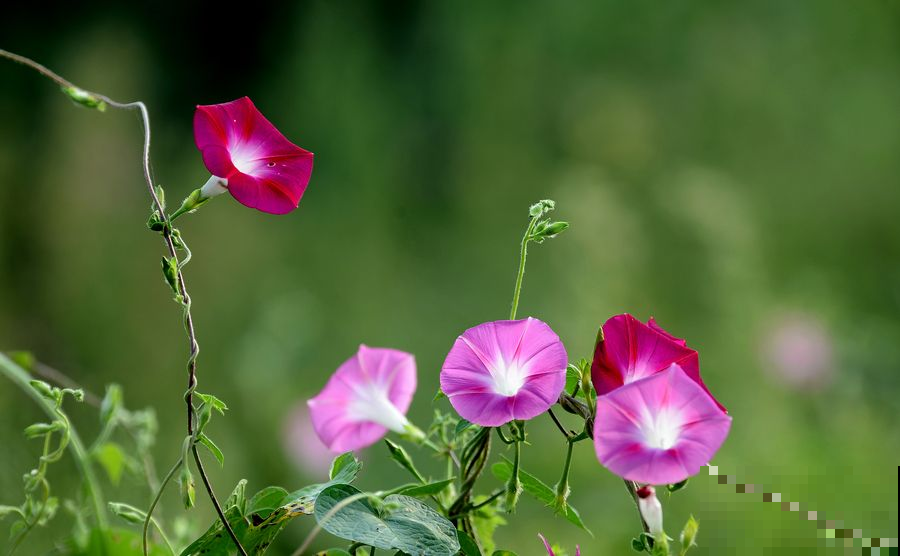 这花从小看到大，每年夏天都在开，阳台花园怎能少了它！