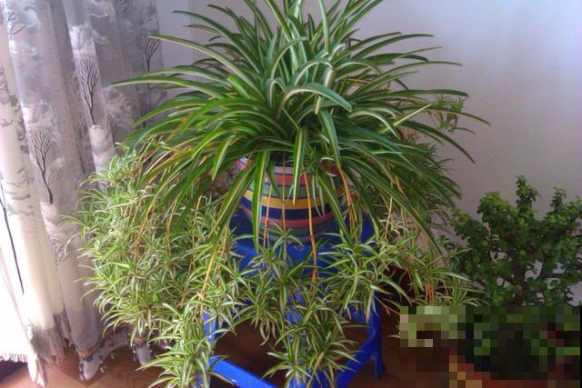 他给吊兰吃了这玩意，结果疯了一样乱窜，生了百八十个小吊兰！