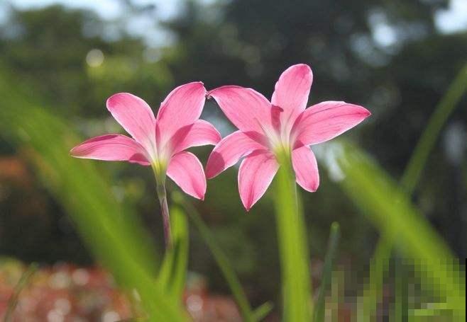 这花没开前像杂草，淋场雨就开花，美成小百合！