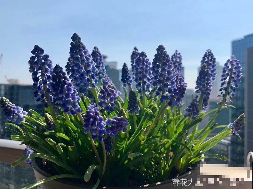 今年养盆便宜花，明年丰收一大筐，省了不少钱！