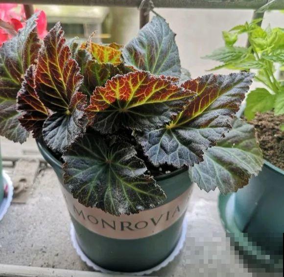 秋天养花就选它，花期长达8个月，剪根枝条半月就生根！